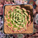 Echeveria Agavoides 'Reon' 3" Succulent Plant