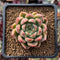 Echeveria 'Red Mill' 2" Seed-grown New Hybrid Succulent Plant