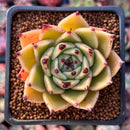 Echeveria Agavoides 'Sarabony' 2" (Seed Grown) Succulent Plant