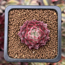 Echeveria Agavoides 'Shani' 1" Succulent Plant