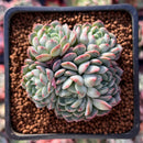 Echeveria 'Charming Blue' Crested 2" Succulent Plant
