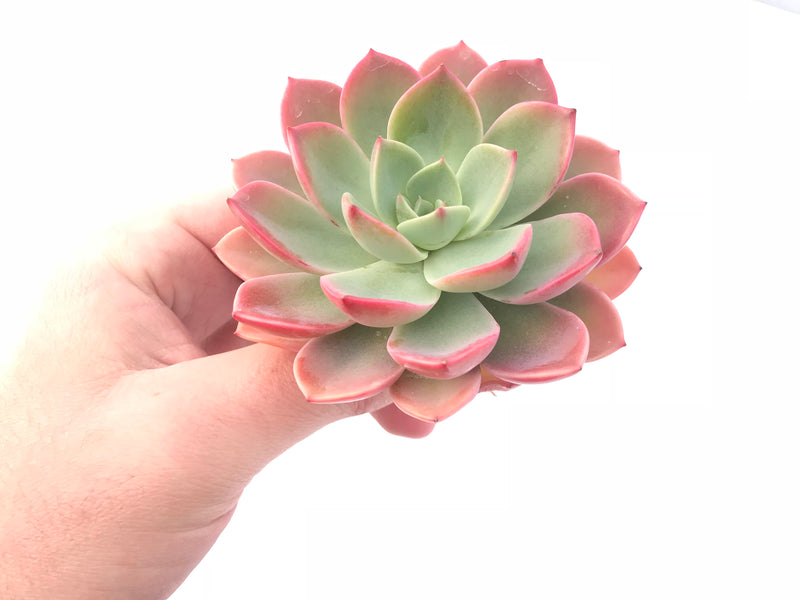 Echeveria Agavoides ‘Tinker Bell’ Large 4” Rare Succulent Plant