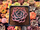 Echeveria 'Tinkerbell' 2" Succulent Plant