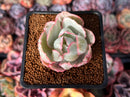 Echeveria 'Berkley Light' Variegated 1” Succulent Plant