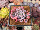 Echeveria 'Trumpet Pinky' 2" Succulent Plant