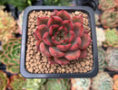 Echeveria Agavoides 'Red Bell' 2" Succulent Plant