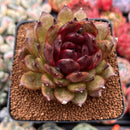 Echeveria Agavoides 'Black Queen' 3" Succulent Plant