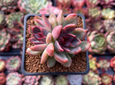 Echeveria 'Black Rose' Hybrid 2" Succulent Plant