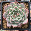 Echeveria 'Jackal' 3" Succulent Plant