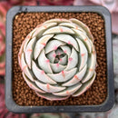 Echeveria 'Beads of Dew' 1" Succulent Plant