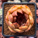 Echeveria Agavoides 'Volare' 2" Succulent Plant