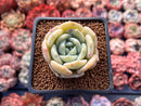 Echeveria 'Snow Shower' 1" Succulent Plant