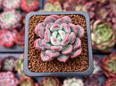Echeveria 'Lepe' 1" Succulent Plant
