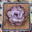 Echeveria 'Odette' 2" New Hybrid Succulent Plant