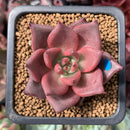 Echeveria Agavoides 'Red Ebony' 1" Succulent Plant