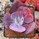 Echeveria 'Dream and Phantasm' Variegated 2” Succulent Plant