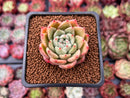 Echeveria Agavoides 'Rajoya' 2" Succulent Plant