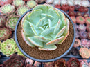 Echeveria 'Peach Girl' 4" Succulent Plant
