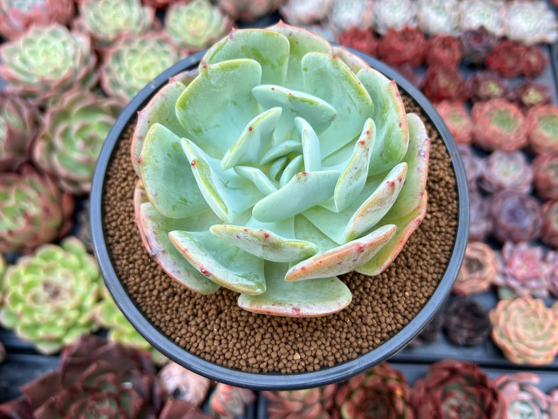 girl succulent Echeveria 'Peach Girl' 4