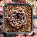 Echeveria 'Bride' 1"-2" Succulent Plant