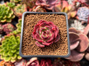 Echeveria 'Longissima' x 'Jungya' 2" Succulent Plant