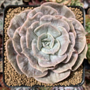 Echeveria 'Lilacina' Marble Variegated 4" Succulent Plant