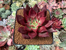 Echeveria Agavoides 'Johnny Walker' 3" Succulent Plant