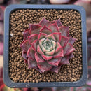 Echeveria Agavoides 'Shani' 1" Succulent Plant