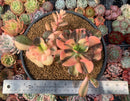 Echeveria 'Primadonna' Variegated 6" Large Cluster Succulent Plant