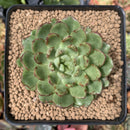 Echeveria Agavoides 'Silky' Variegated 3" Succulent Plant