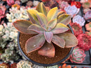 Graptoveria 'Fred Ives' Variegated 3" Succulent Plant