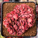 Echeveria 'Luella' Crested 2"-3" Succulent Plant