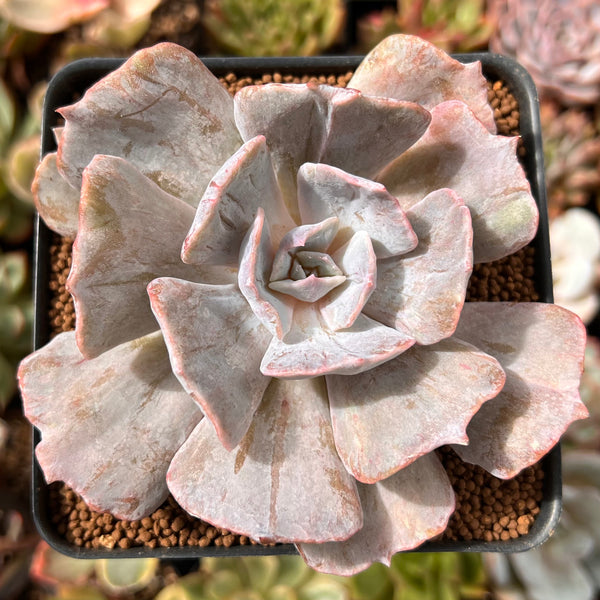 Echeveria 'Lilacina' Marble Variegated 2"-3" Succulent Plant