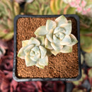 Graptoveria 'Titubans' Variegated 2” Succulent Plant