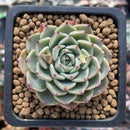 Echeveria 'Chocotop' New Hybrid 2" Succulent Plant
