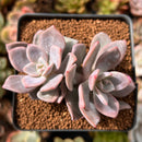 Echeveria 'Missing You' 2" Cluster Succulent Plant