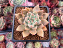 Echeveria 'Shakino' 2" Succulent Plant