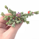 Braunsia Maximiliani Cluster 2” Rare Succulent Plant