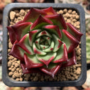 Echeveria Agavoides 'Sarabony Superclone' 1"-2" Succulent Plant