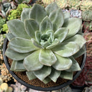 Echeveria 'German Champaign' 5" Large Succulent Plant