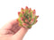 Echeveria Agavoides ‘Freckled Maria’ 2"-3" Succulent Plant