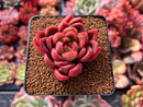 Echeveria Agavoides 'Abaresque' 2" Succulent Plant