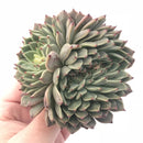Echeveria ‘Hansel’ Crested 3” Rare Succulent Plant