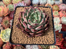 Echeveria 'Ebony' X 'Zaragoza' 2"-3" Succulent Plant