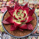 Echeveria Agavoides 'Kaiyen' 4" Succulent Plant