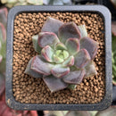 Echeveria 'Honky' 1" New Hybrid Succulent Plant
