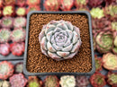 Echeveria 'Rosalina' 1" Powdery Succulent Plant