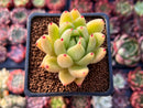 Echeveria Agavoides 'Wax' 2" Succulent Plant