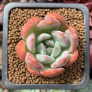 Echeveria 'Starmark' 1" Succulent Plant