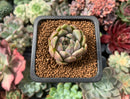 Echeveria 'Purple Internet' 1" New Hybrid Succulent Plant
